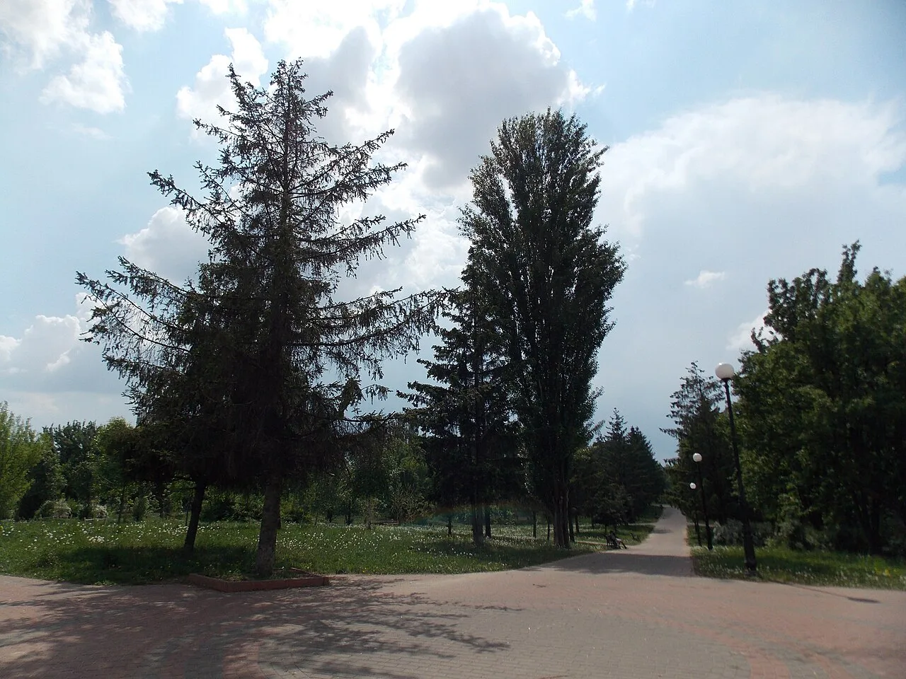 Високі дерева й доріжка в парку «Відрадний». Високі дерева й доріжка в парку «Відрадний».