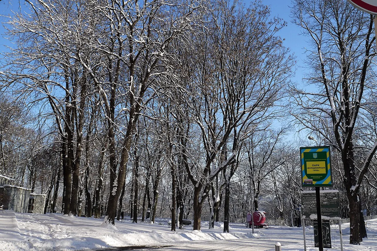 Засніжені дерева й доріжка у Володимирській гірці Засніжені дерева й доріжка у Володимирській гірці