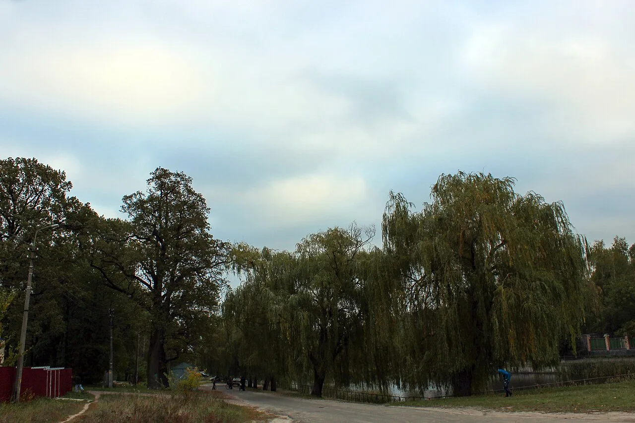 Парк по вул. Кобзарській: верби й ставок біля доріжки.