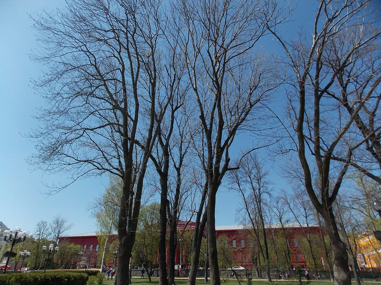 Голі дерева в парку імені Тараса Шевченка на тлі червоної будівлі Голі дерева в парку імені Тараса Шевченка на тлі червоної будівлі