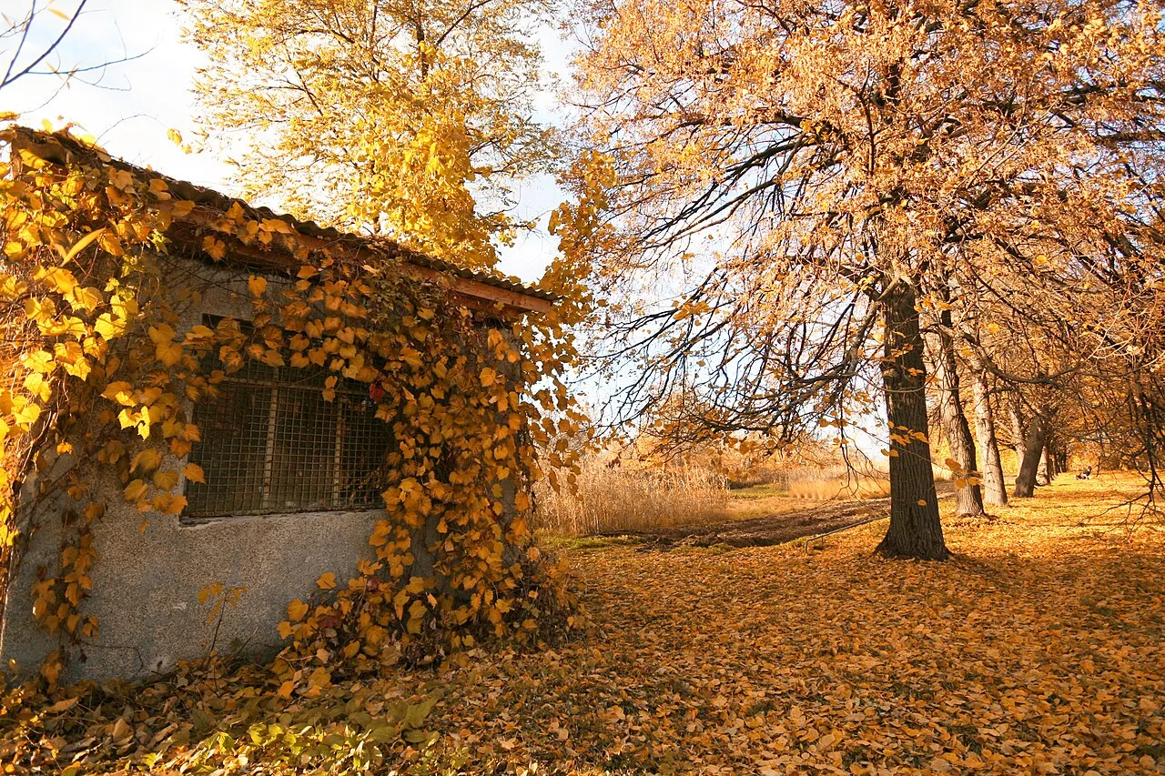 Золоті осінні дерева й опале листя біля споруди, зарослої плющем, у Національному ботанічному саду ім. М. Гришка, Печерський район Золоті осінні дерева й опале листя біля споруди, зарослої плющем, у Національному ботанічному саду ім. М. Гришка, Печерський район